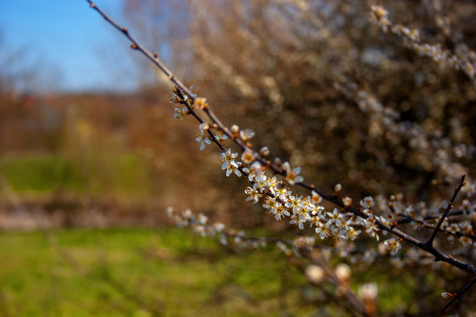 Frühling in Ansbach