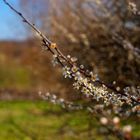 Frühling in Ansbach