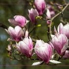 Frühling in Aschaffenburg