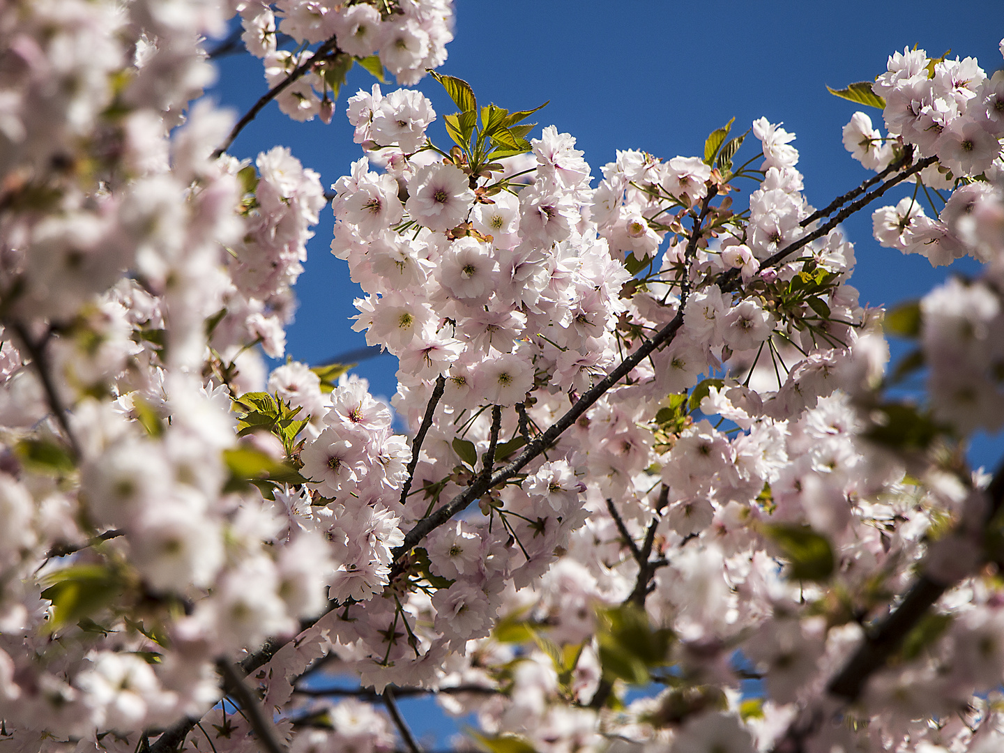 Frühling in Aschaffenburg II