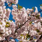 Frühling in Aschaffenburg II