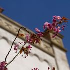 Frühling in Aurich