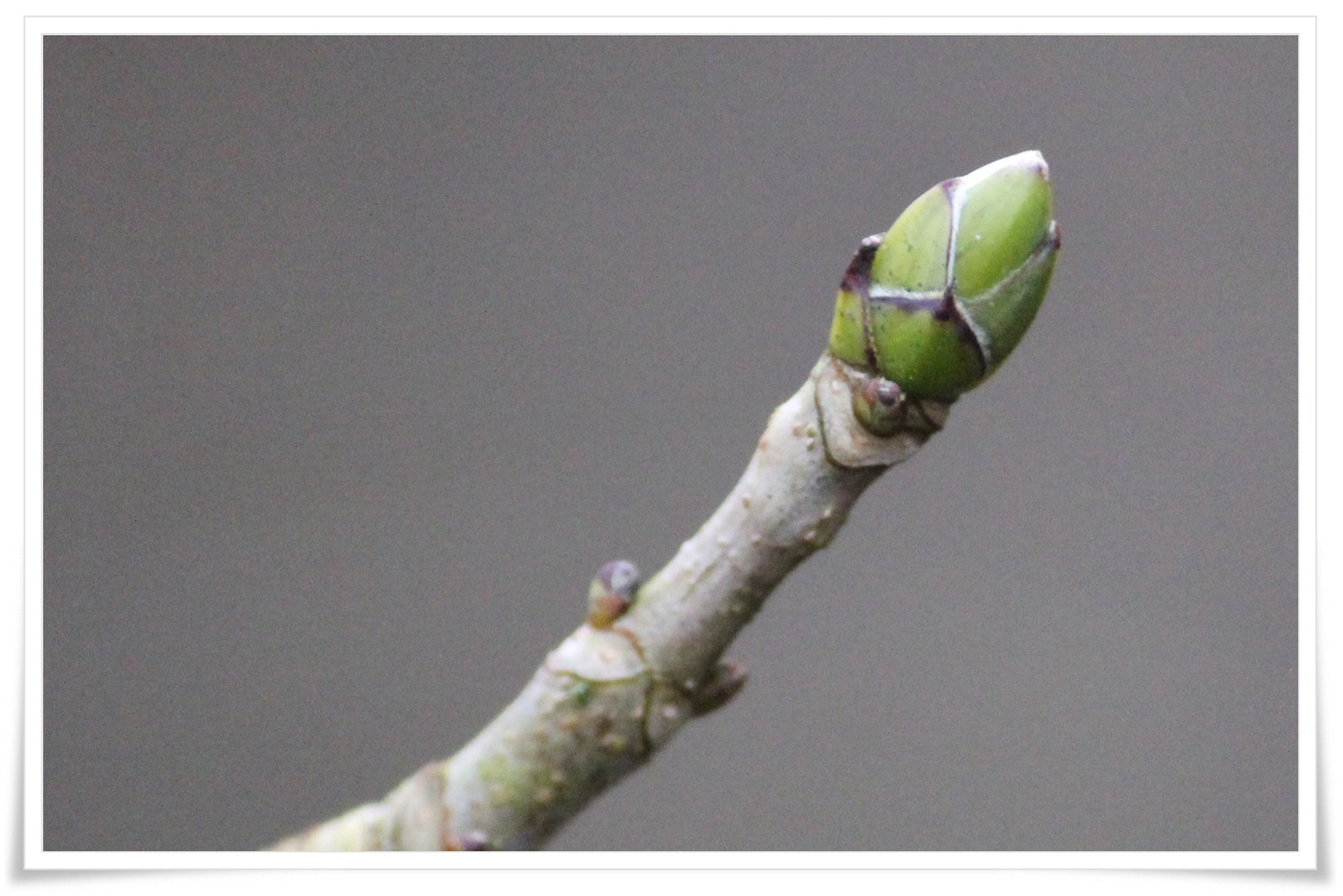 Frühling in Aussicht