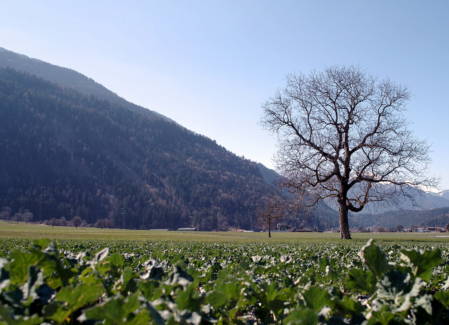 Frühling in Aussicht