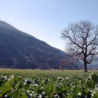 Frühling in Aussicht