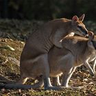 Frühling in Australien