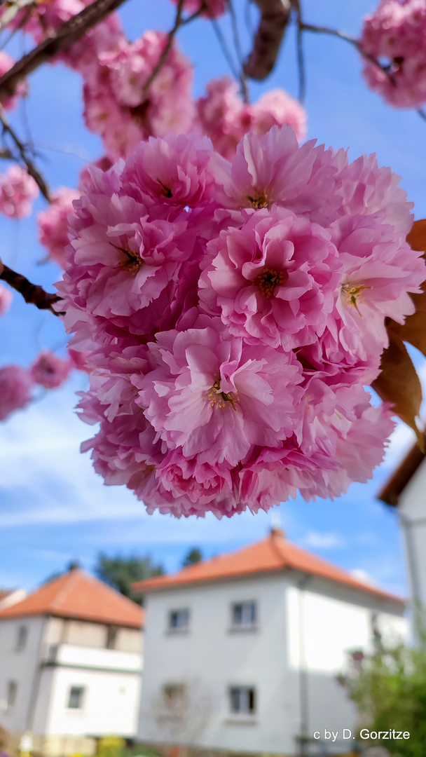 Frühling in Bad Dürkheim !