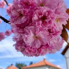 Frühling in Bad Dürkheim !