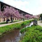 Frühling in Bad Dürkheim !