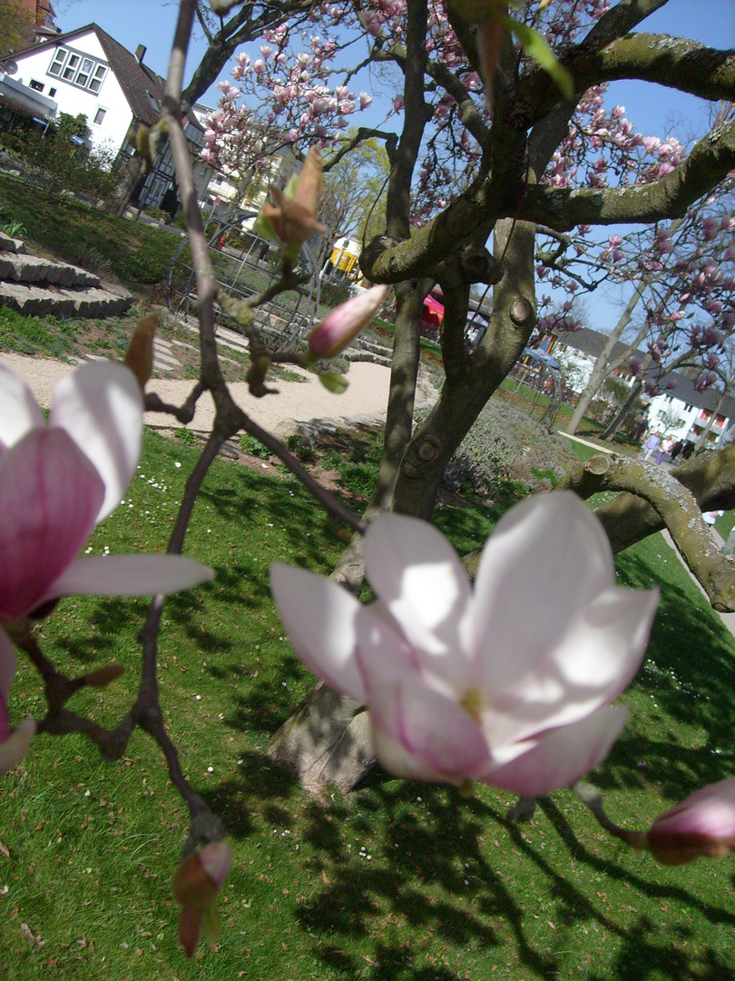 Frühling in Bad Hersfeld