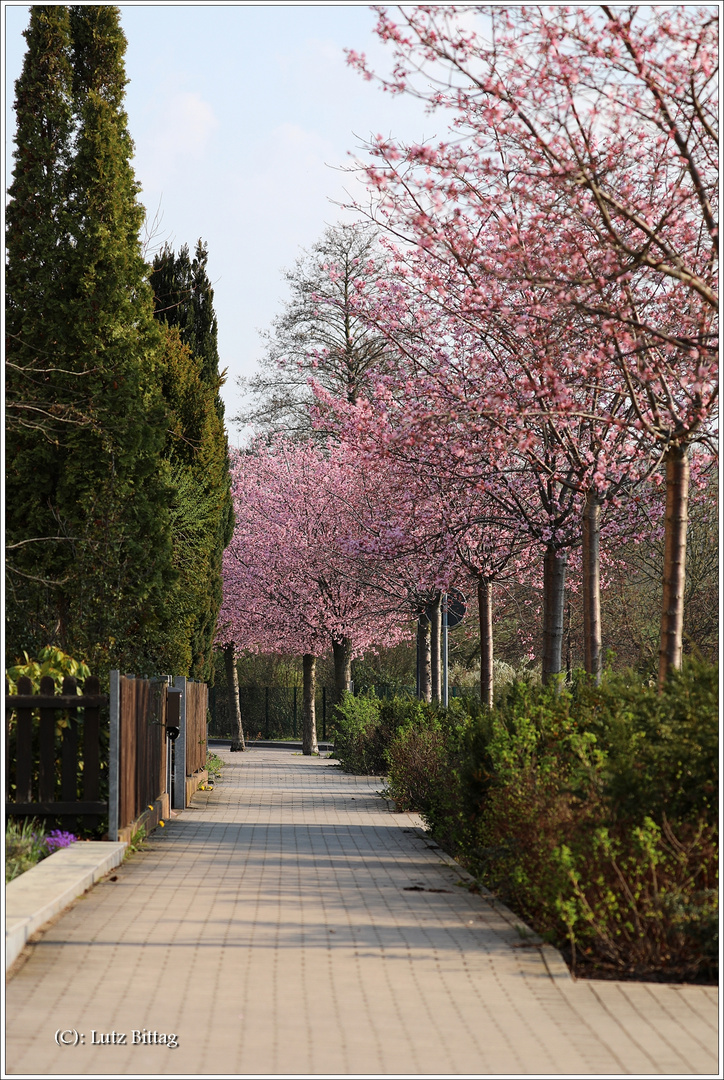 Frühling in Bad Schmiedeberg