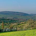 Frühling in Baden #2