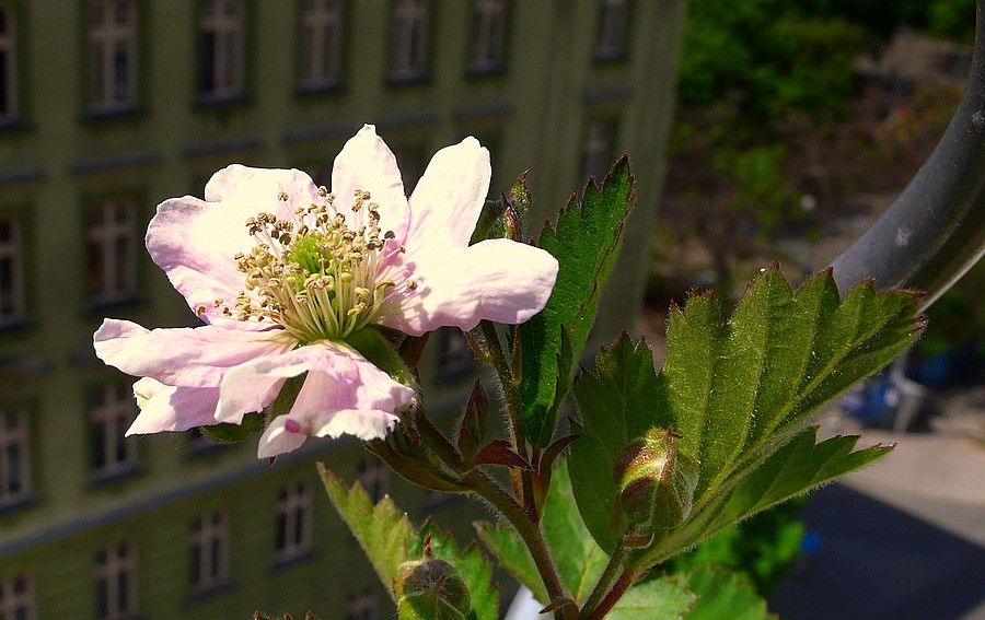 . . „Frühling in Balkonien“ . .