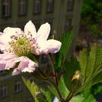 . . „Frühling in Balkonien“ . .