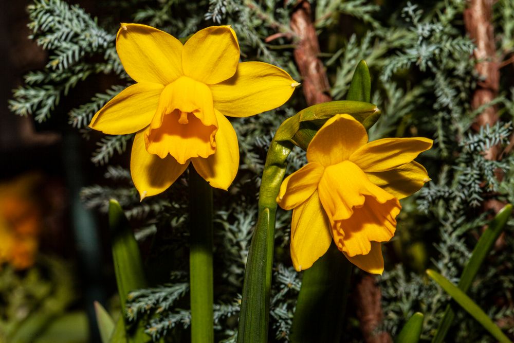 Frühling in Balkonien