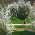 Frühling in Bamberg