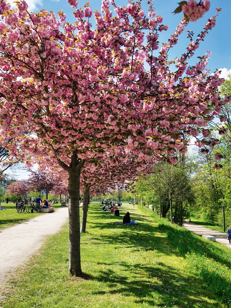 Frühling in Bamberg 