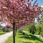 Frühling in Bamberg 