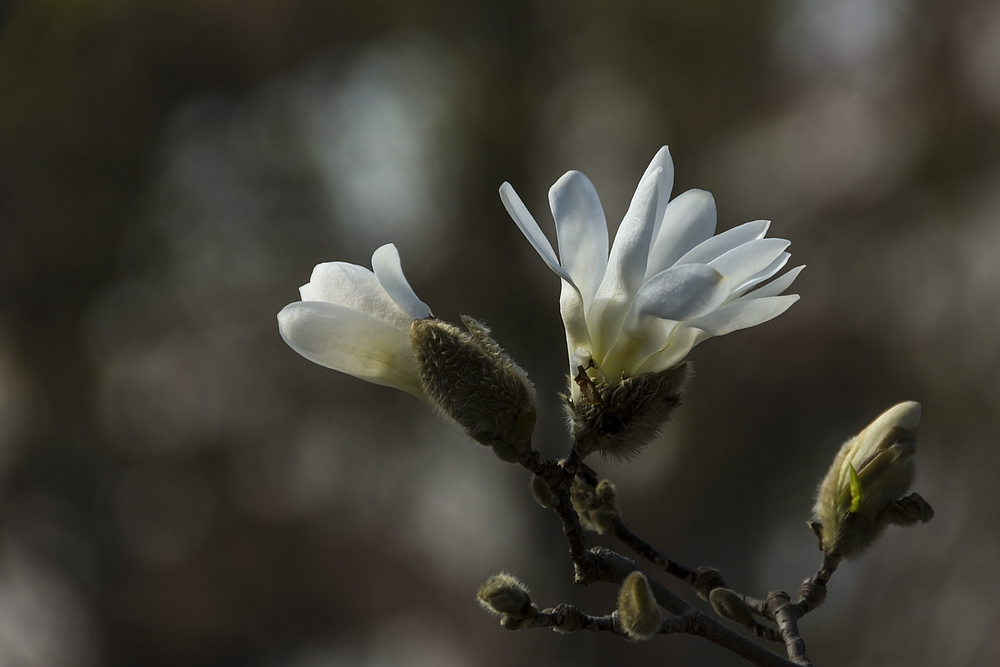 Frühling in Basel