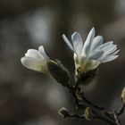 Frühling in Basel