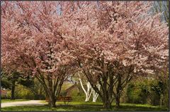 Frühling in Basel