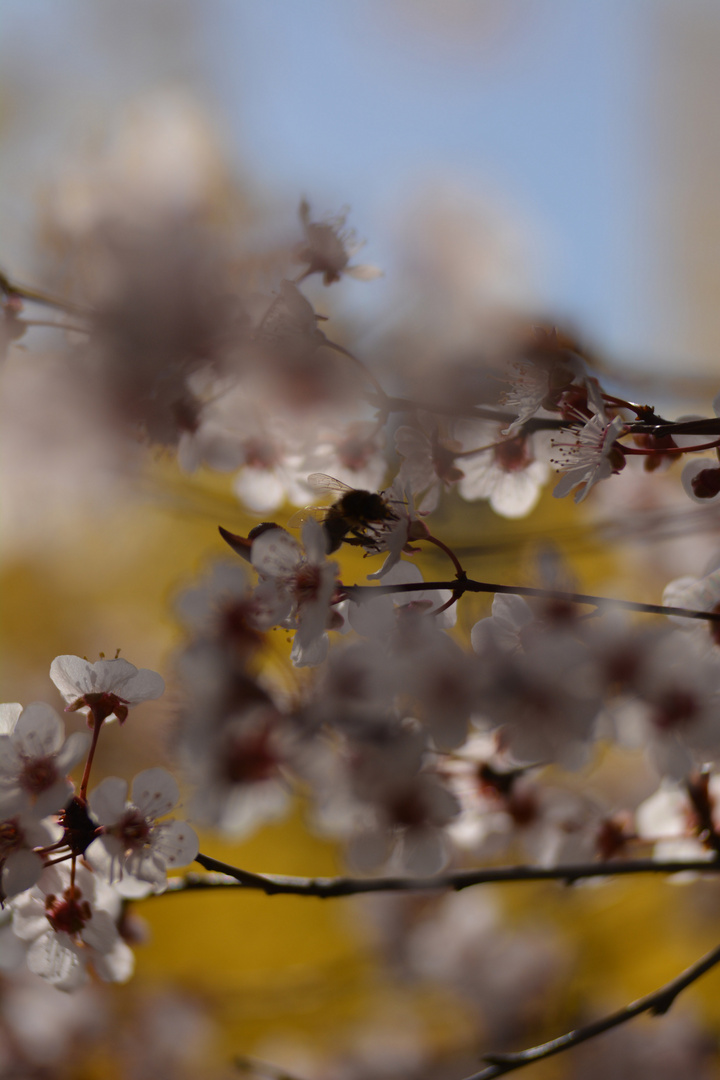 frühling in Basel