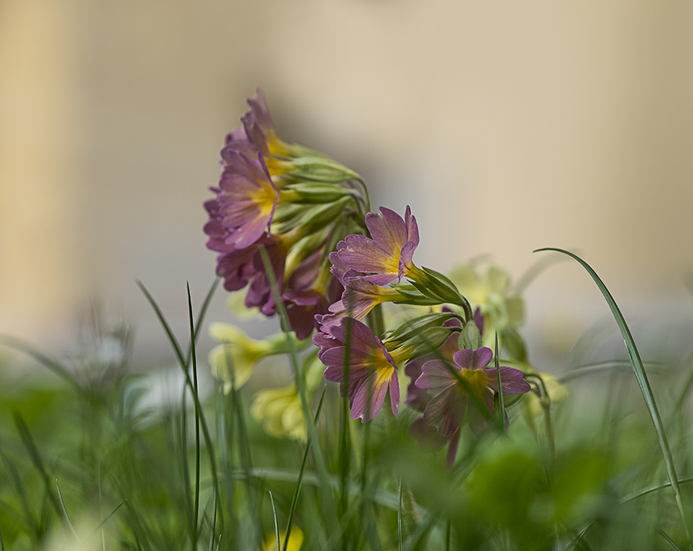 Frühling in "Bauchlage" erleben.....