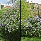 Frühling in Bautzen (3D)