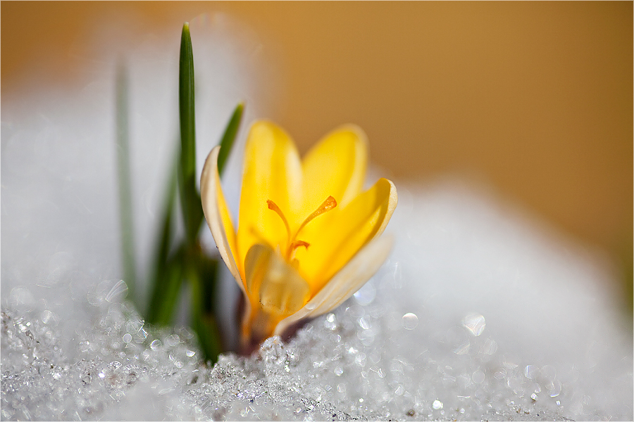 Frühling in Bayern :-)