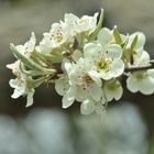 Frühling in Bd. Salzuflen