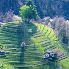 Frühling in Bellinzona