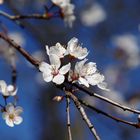 FRÜHLING IN BERLIN 