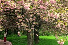 Frühling in Berlin