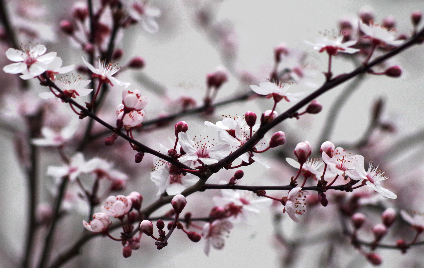 Frühling in Berlin