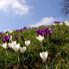 Frühling in Berlin