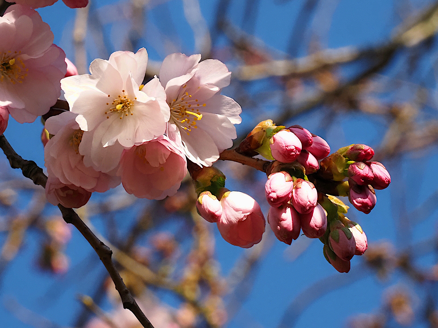 Frühling in Berlin