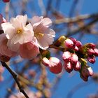 Frühling in Berlin