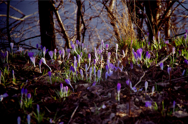 Frühling in Berlin am Weißen See