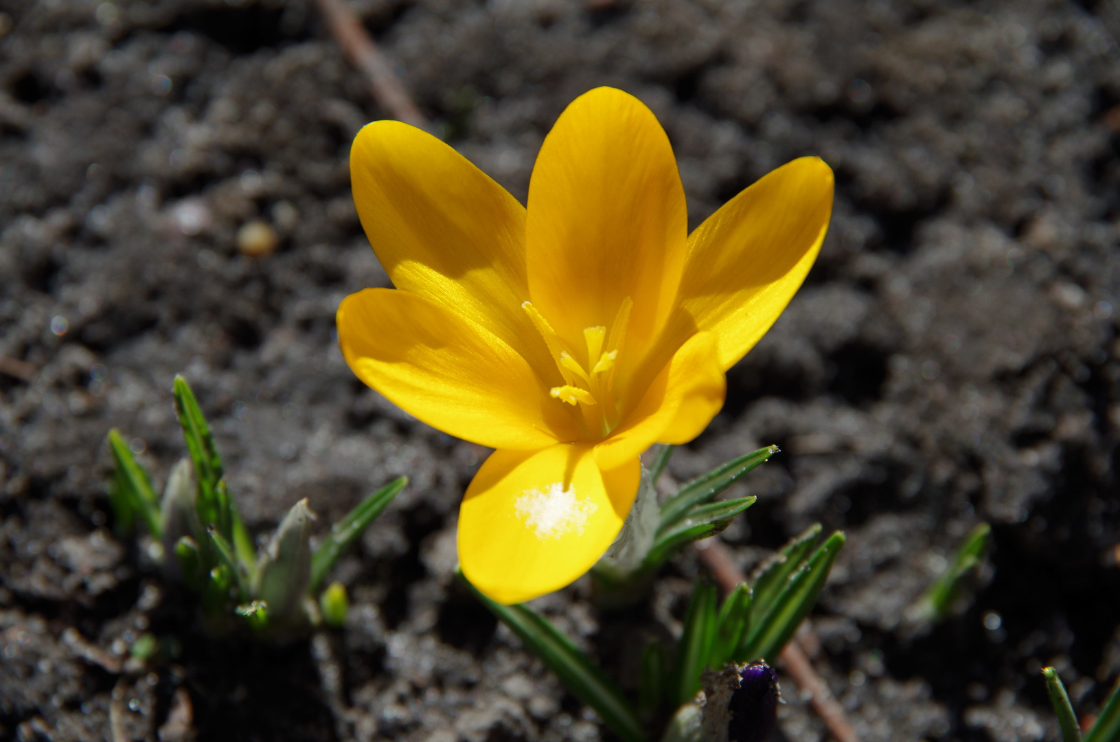 Frühling in Berlin