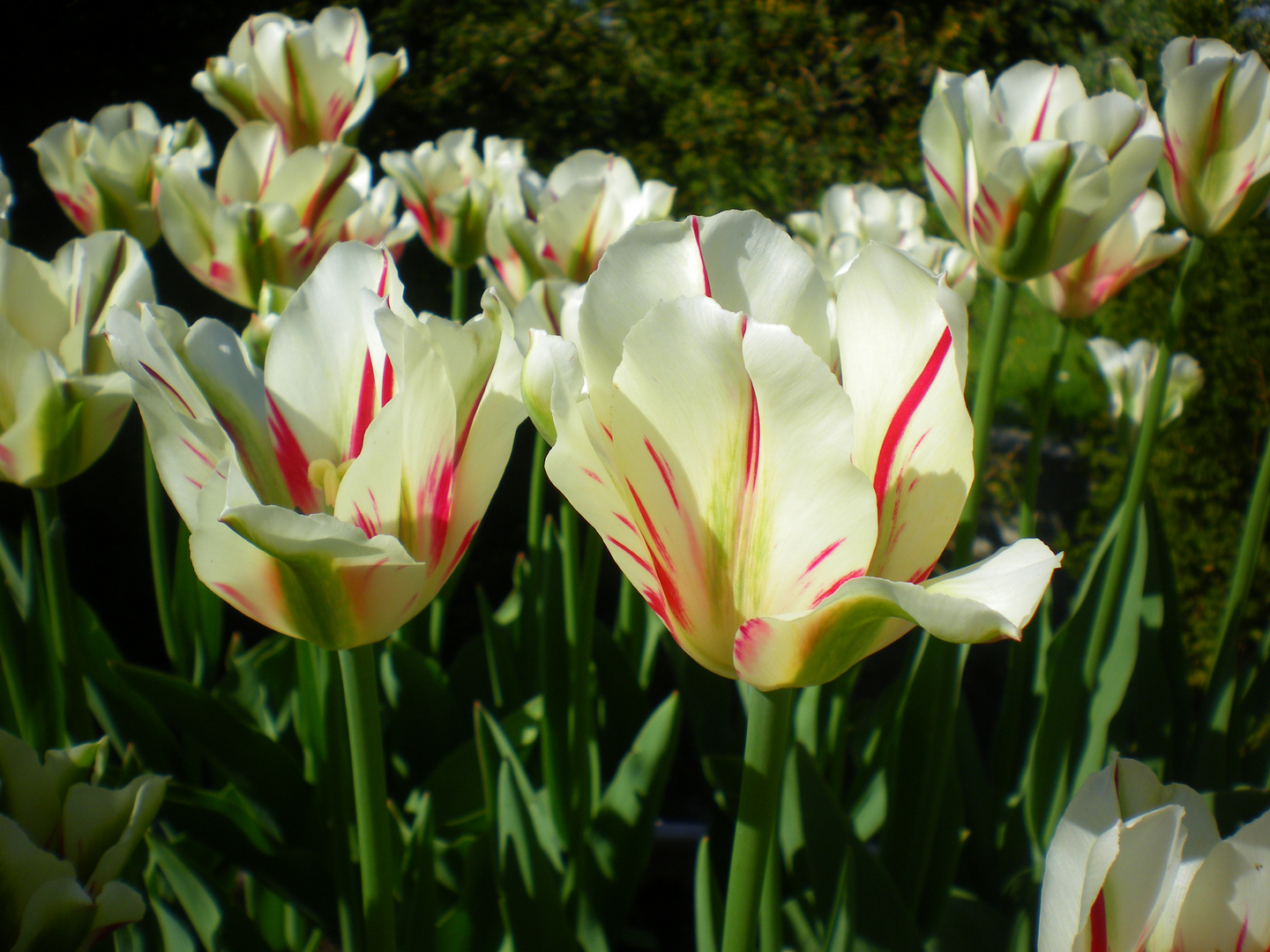 Frühling in Berlin