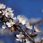 FRÜHLING IN BERLIN 