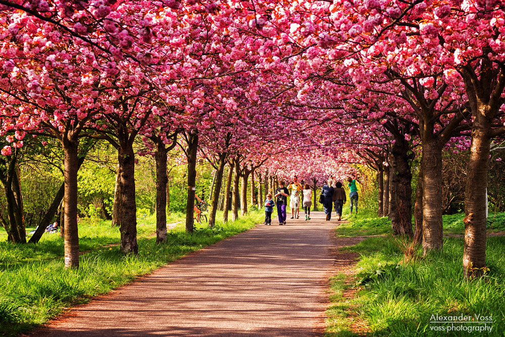 Frühling in Berlin / Kirschblüte Foto & Bild deutschland, europe