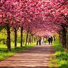 Frühling in Berlin / Kirschblüte