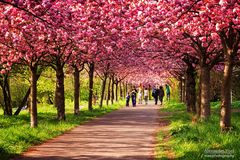 Frühling in Berlin / Kirschblüte