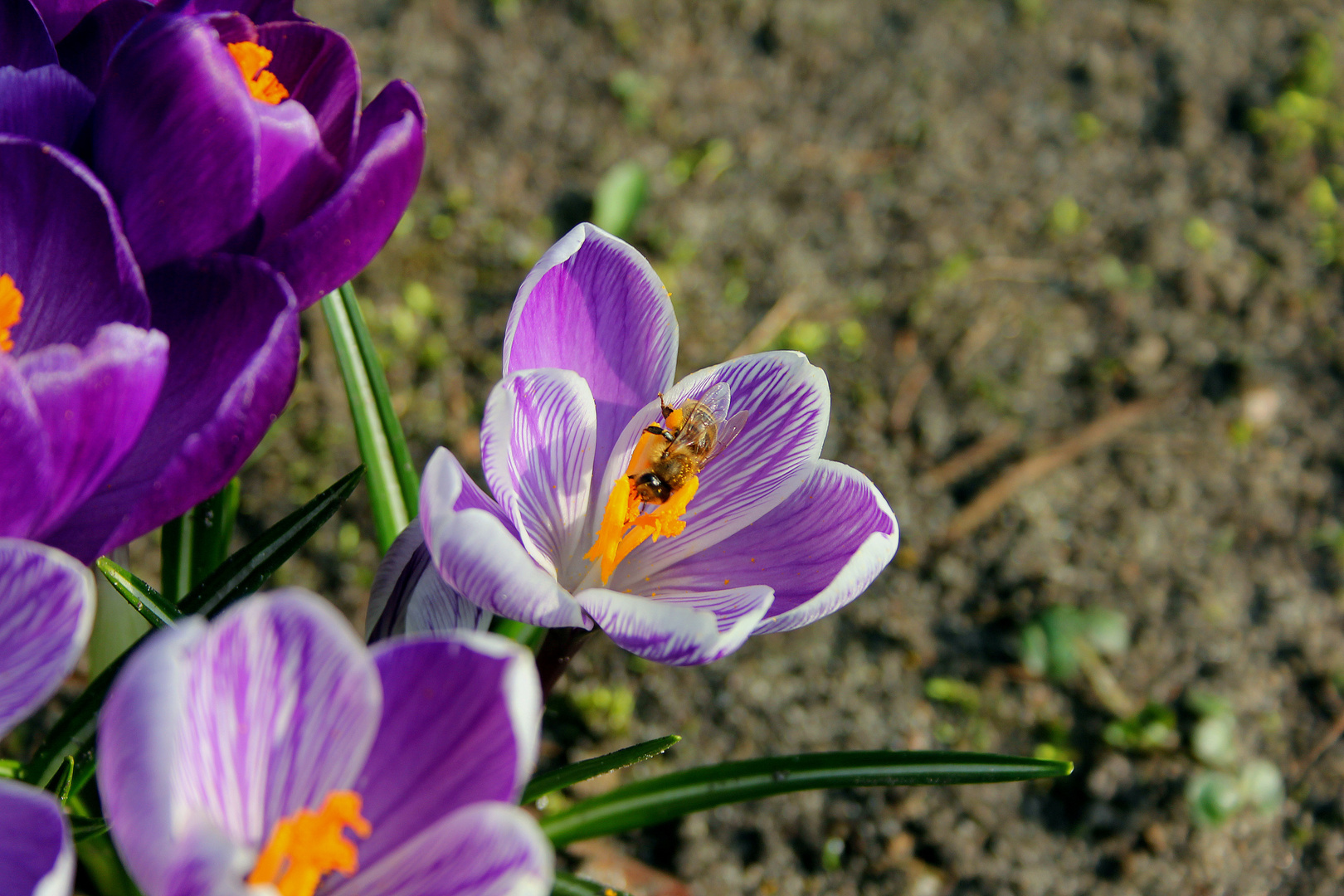 Frühling in Berlin-Wedding.