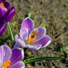 Frühling in Berlin-Wedding.