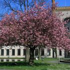 Frühling in Bielefeld