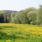 Frühling in Bielefeld