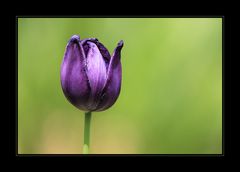 Frühling in Bildern 01