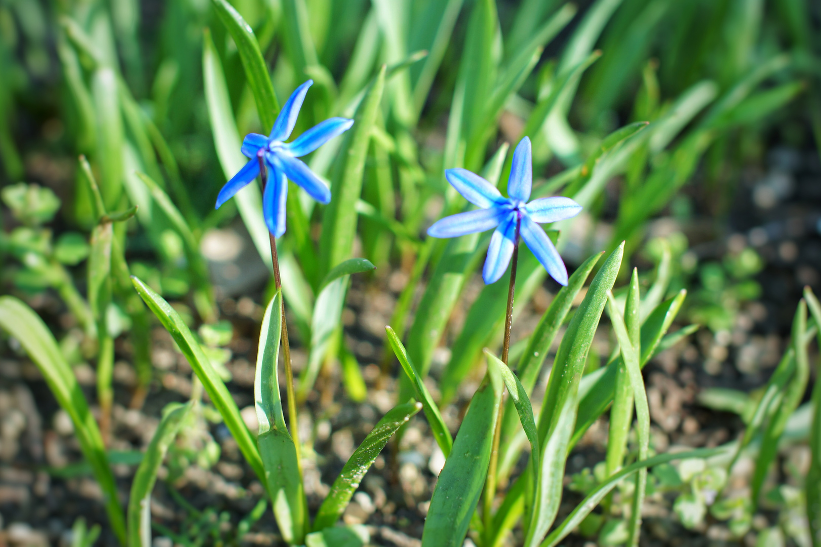 Frühling in blau 
